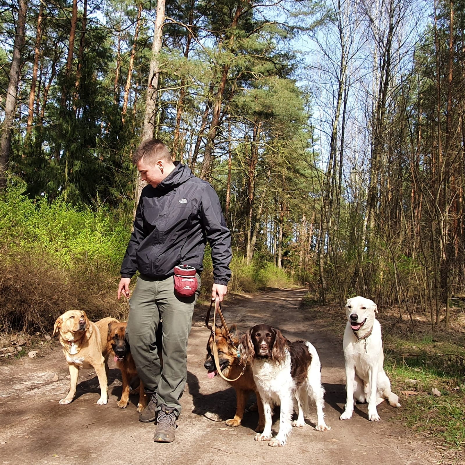Leon Weisbecker geht im Wald mit einer Gruppe von fünf Hunden an der Leine spazieren
