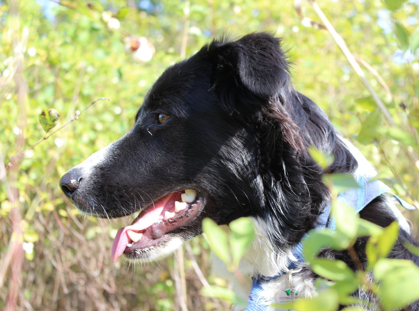 Profilporträt eines Border Collies im sonnigen Grün