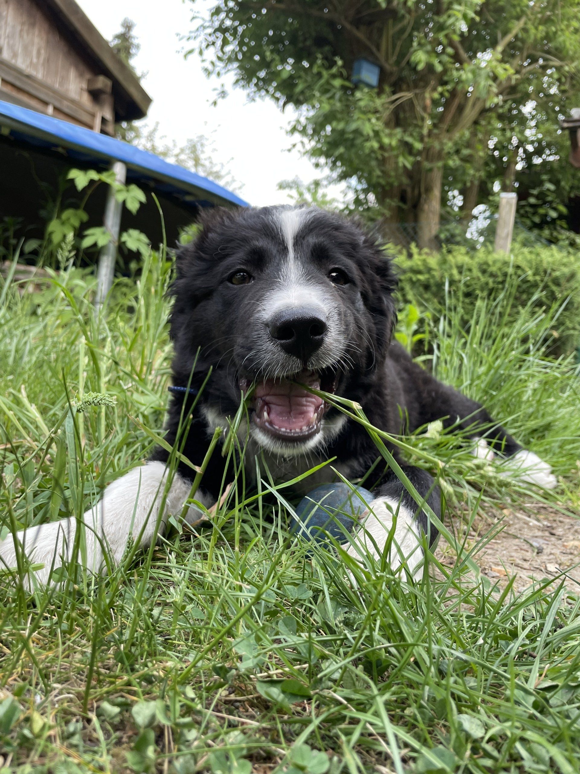 Junger Border Collie liegt entspannt im Gras und schaut freundlich in die Kamera