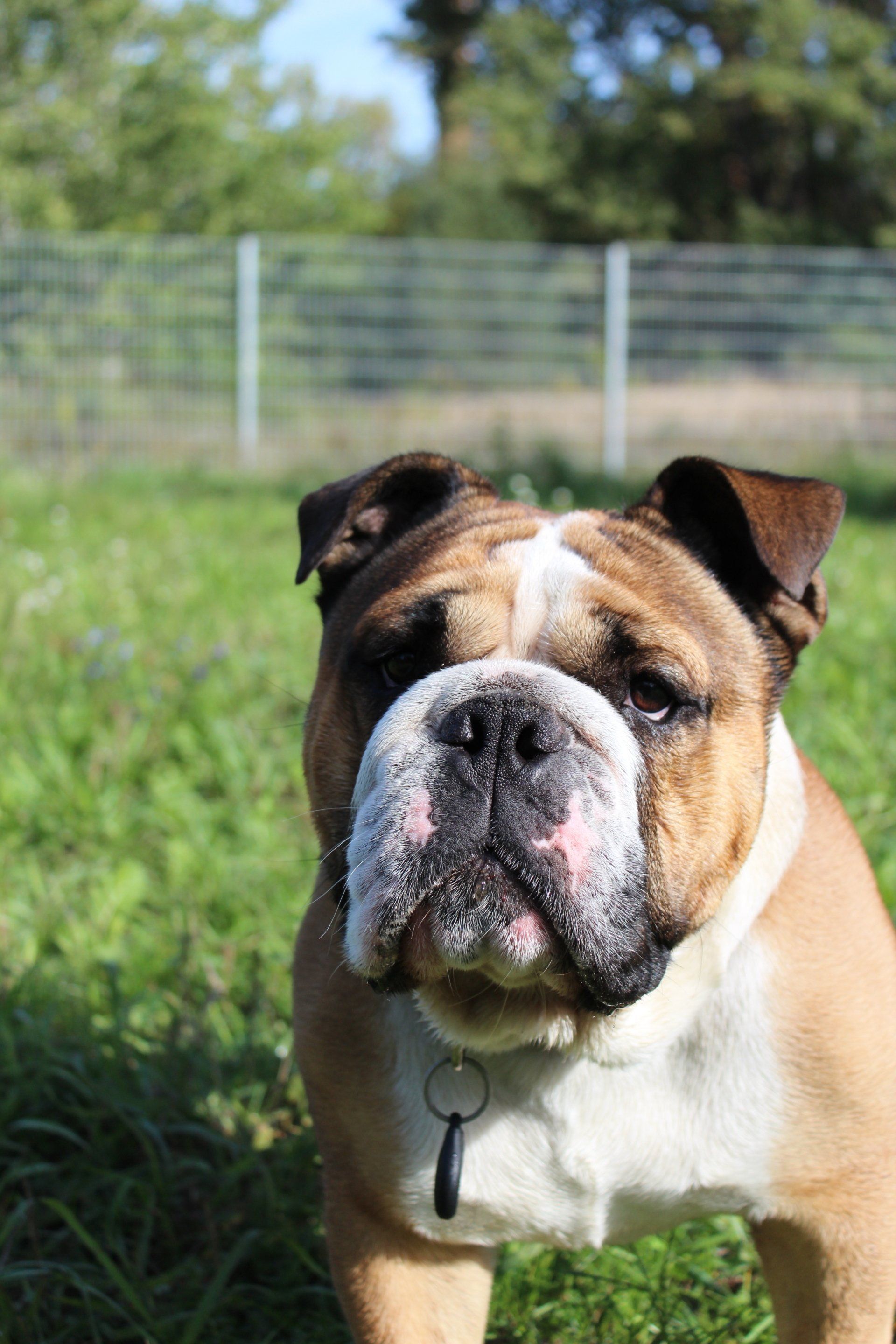 Porträt einer englischen Bulldogge auf einer grünen Wiese