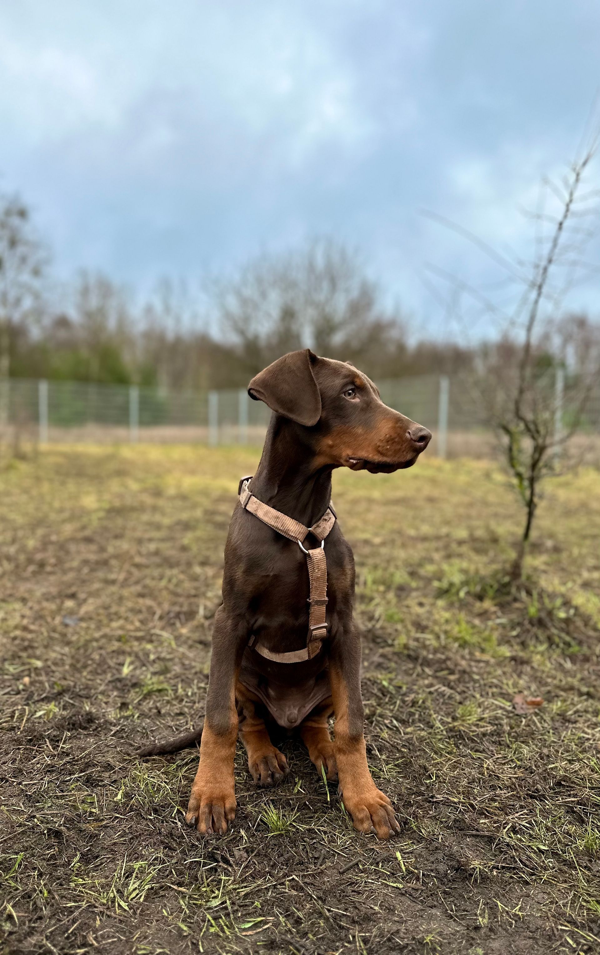 Dobermann-Welpe sitzt im Geschirr aufmerksam auf einem Feld