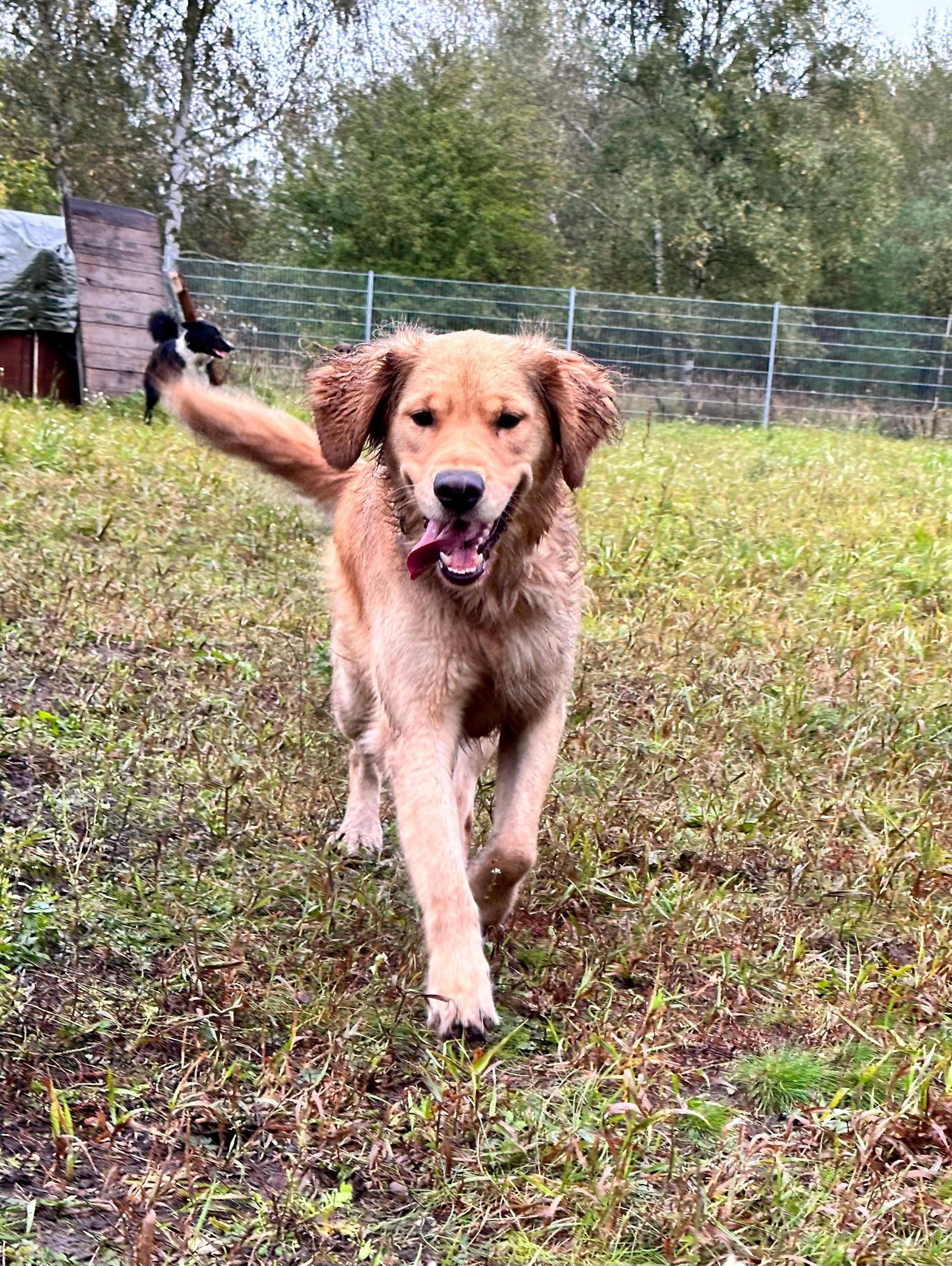Golden Retriever rennt mit fröhlichem Gesichtsausdruck über eine Wiese auf die Kamera zu