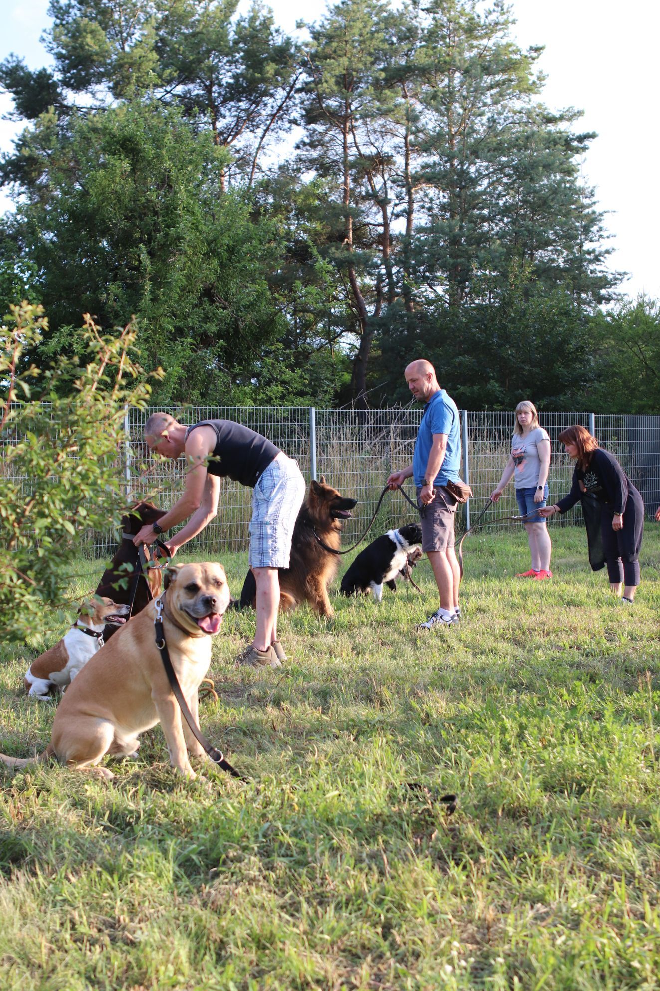 Hunde sitzen konzentriert neben ihren Haltern im Gruppentraining