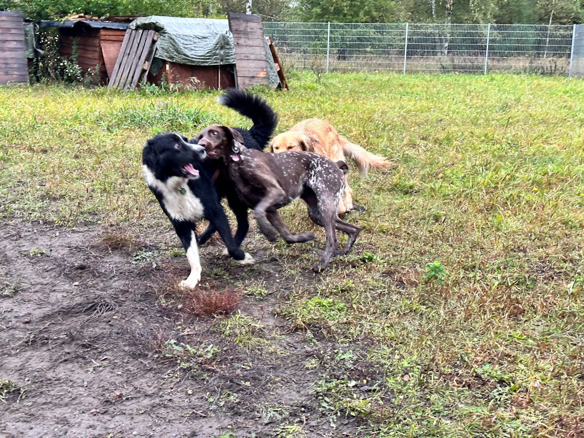 Drei Hunde spielen ausgelassen miteinander auf der Wiese