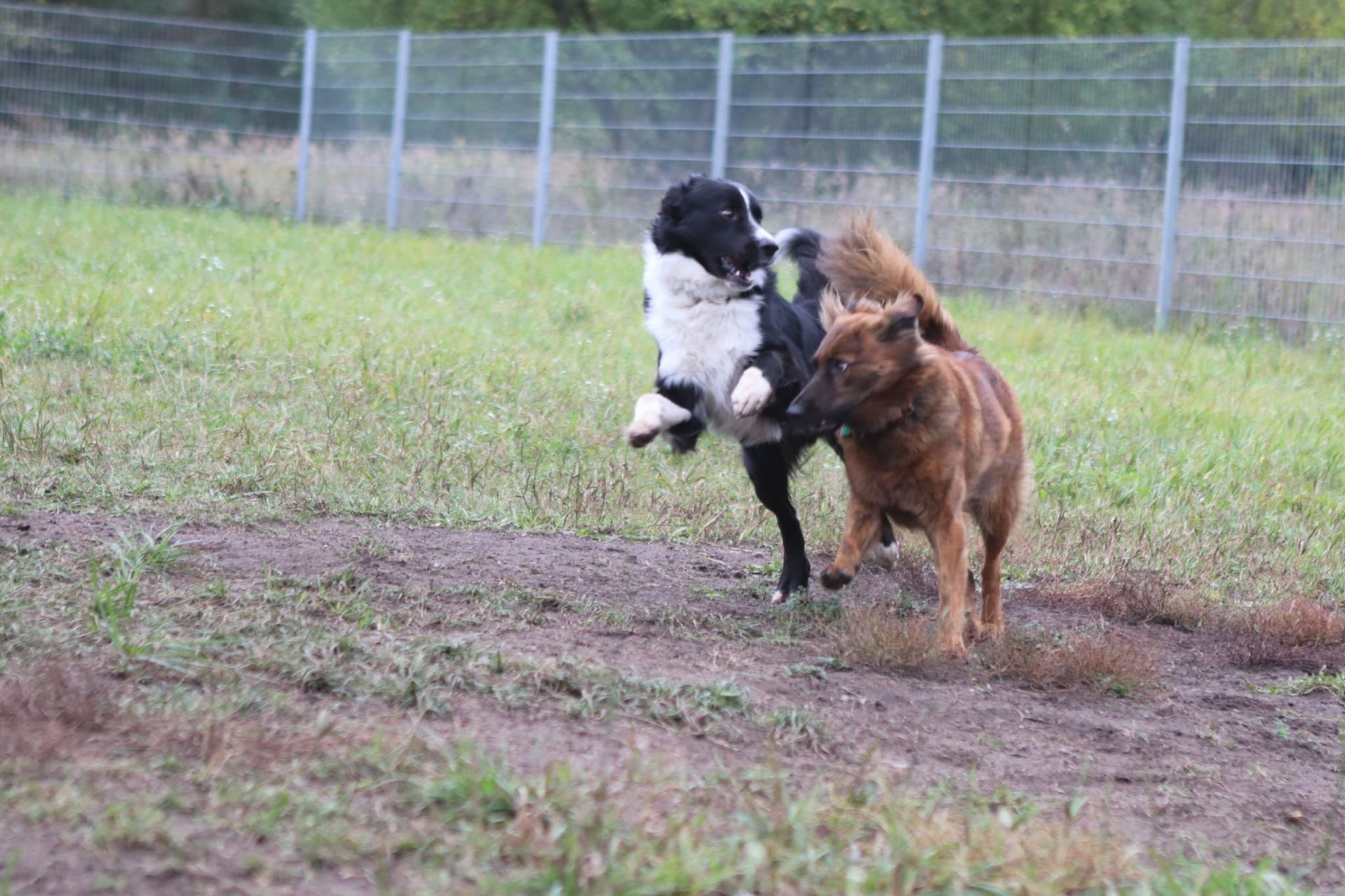 Zwei Hunde rennen und spielen miteinander auf der Wiese