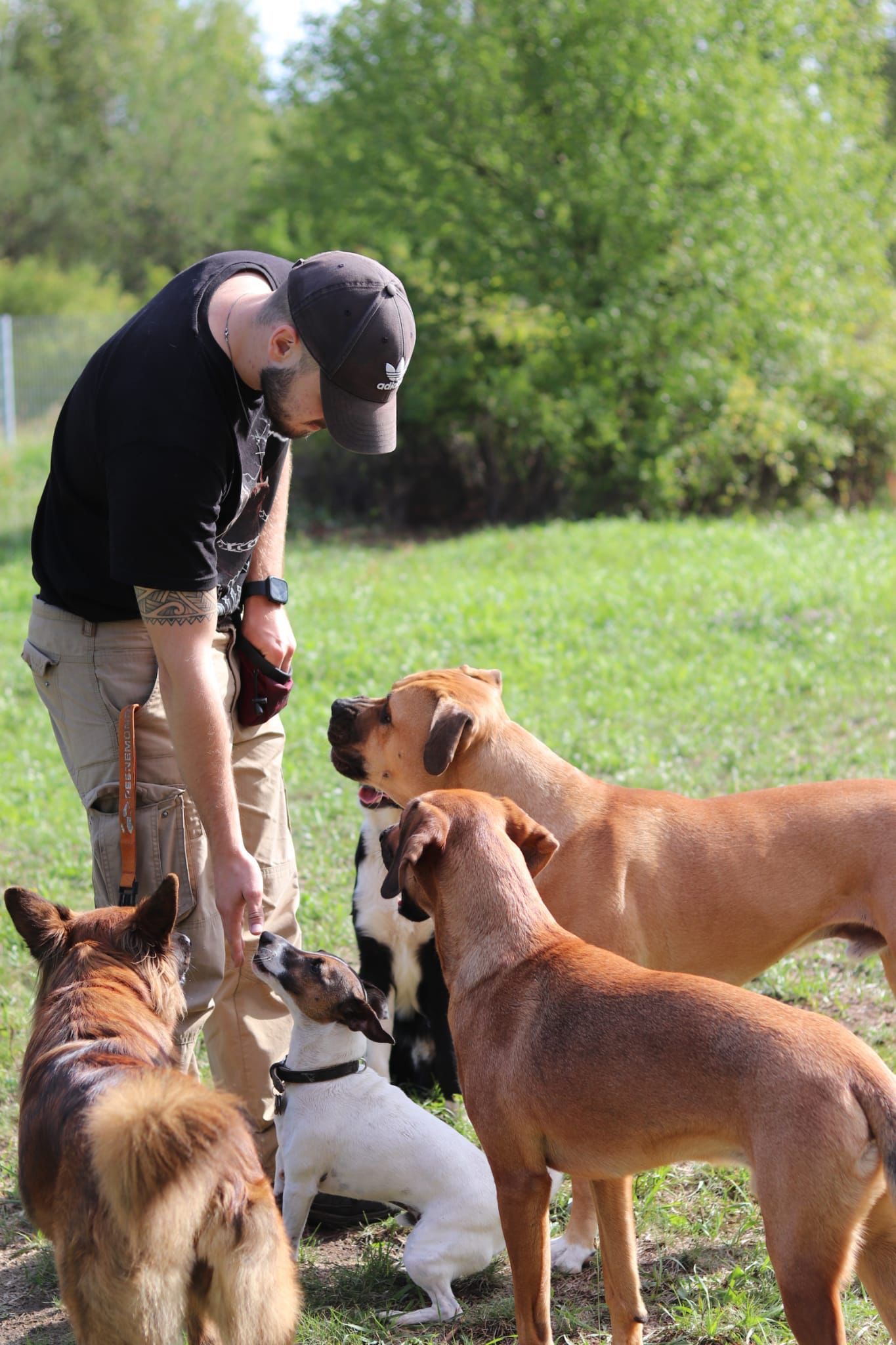 Hundetrainer Leon Weisbecker arbeitet auf einer Wiese mit einer Gruppe aufmerksamer Hunde