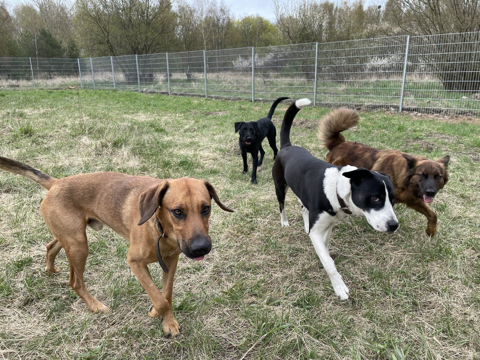 Eine Gruppe Hunde rennt gemeinsam über eine eingezäunte Wiese